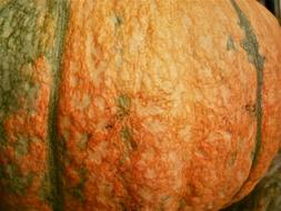 pumpkin rind