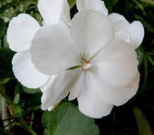 blooming white flower