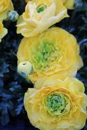 Food Flower Nature