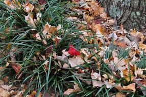 Red Leaves vegetation