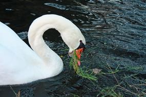 swan feeding