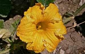 yellow Flower Pumpkin in Nature