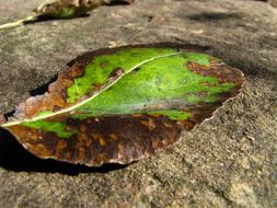 dried leaf