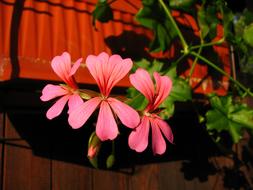 mounted flowers