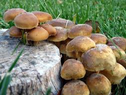 mushroom glade by stump