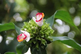 Close up of small flower