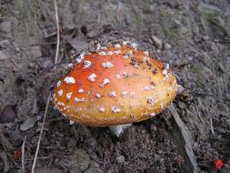 red mushroom with white spots