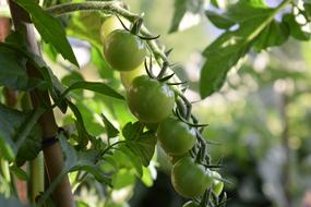 green tomatoes in garden