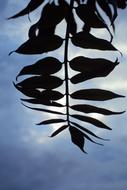 silhouette of branch under sky