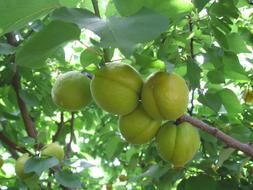 Apricots Green Fruits