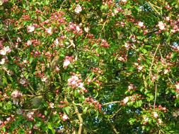 Cherry Blossoms in Nature