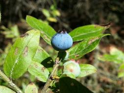 single berry