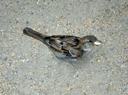 cute bird sits