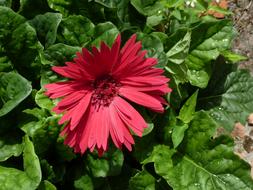 Floral Plant Natural