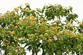 natural flowers on a tree