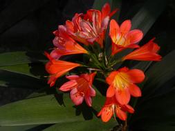 Floral Plants Natural