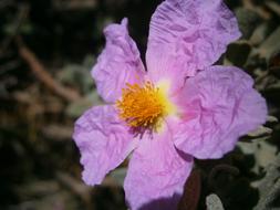 yellow flower pistil