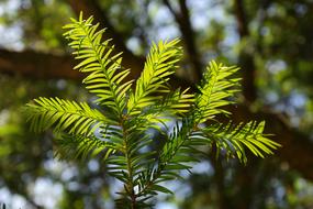 twig with needles