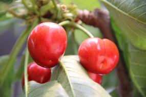 Fruit Food Leaf