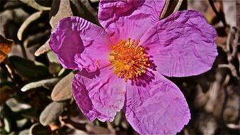 dried flower leaves