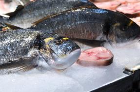 cut and whole raw fish on ice, seafood