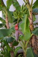 Banana Tree Floral