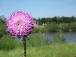 close up of flower