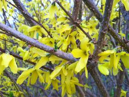 yellow sheets of wood