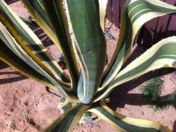 large aloe leaves
