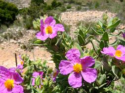 violet flower garden