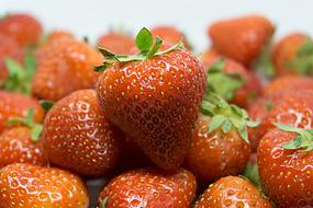 sweet red strawberry crop