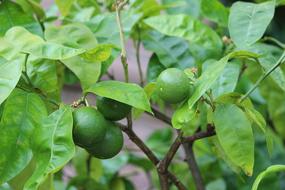 green fruits on the bush