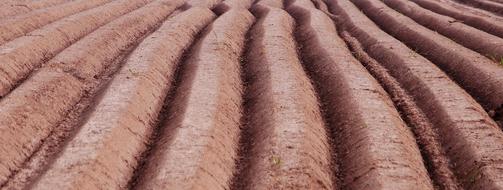 field beds