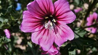 rosebud blossoms