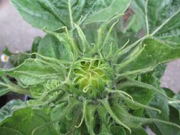 leafy plants in garden