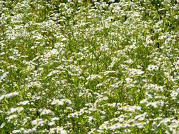 field of wildflowers