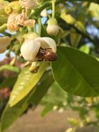 bee in fruit