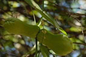 exotic cucumber