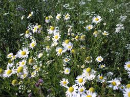 white daisies in garden