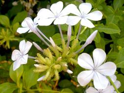 White Jasminum