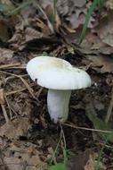 white wood mushroom