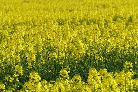 Huge field of rapeseed