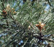 twigs with needles