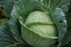 abbage head with water droplets