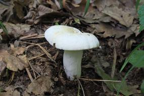 Mushrooms White Fungus in the forest