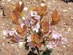 botanical flower