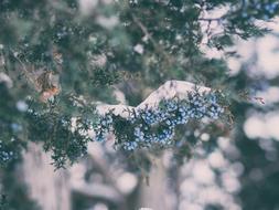 tree snow forest