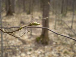 spring landscape in forest