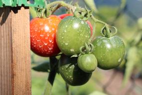 Vegetables in the garden processed