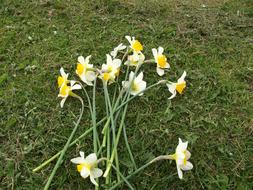 bouquet of flower on grass